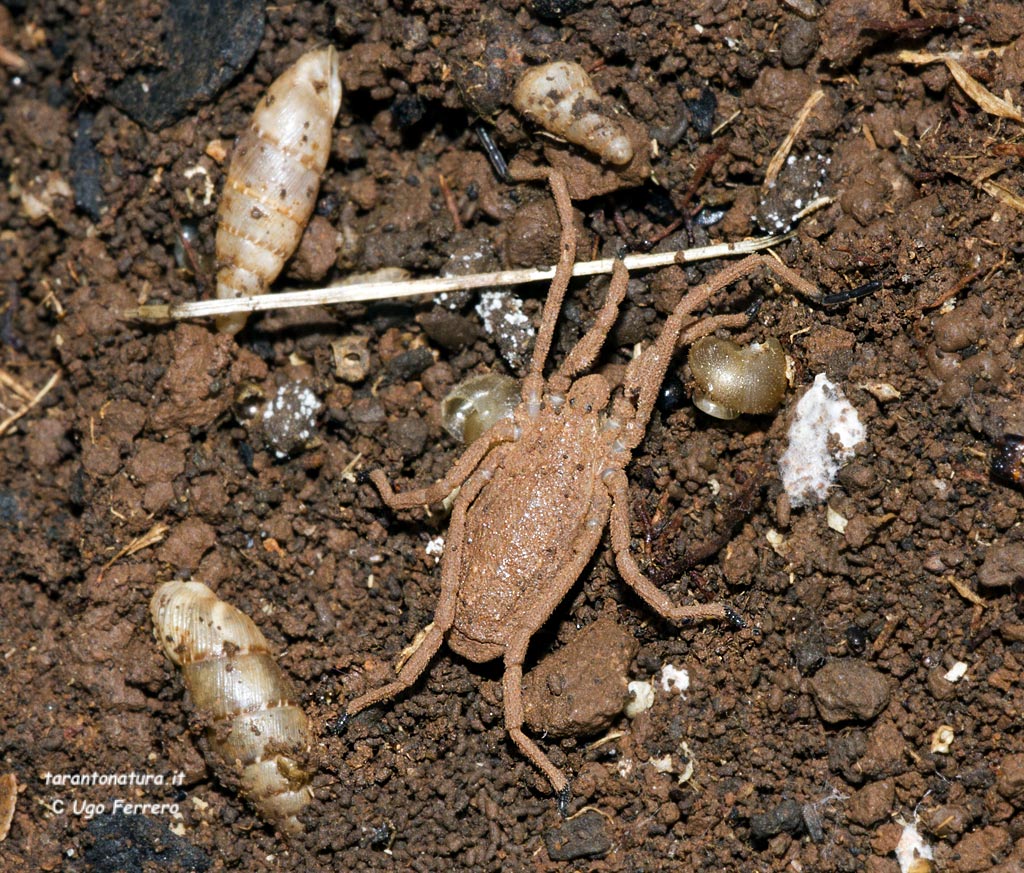 Trogulus graecus (?) della prov. di Taranto